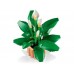 LEGO Botanical 11504 Peace Lily